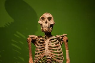 Australopithecus skeleton