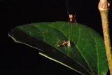 spider trying to catch an ant 