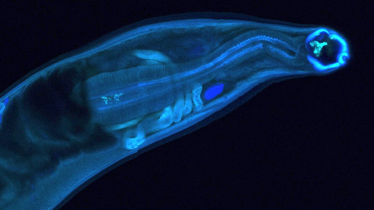 Genetically Modified Hookworms Could Become 'Living Drug Factories' for ...