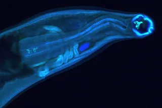 Genetically modified hookworm 
