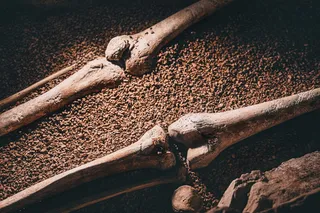 human leg bones