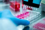 Scientist uses a pipette to study biological samples for early-onset cancer and aging research.