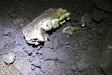 A Cave Full of <em>Homo naledi</em> Fossils May Point to an All-Female Burial Site, a First for a Non-Modern Human Species