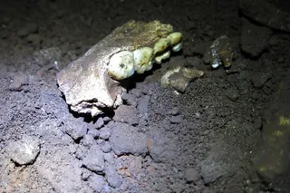Ancient bones found at rising star cave system excavation