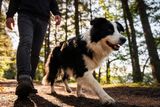 From Mongolia to Madagascar, Dogs Form Remarkably Similar Bonds With Humans