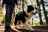Dog walking alongside owner