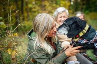 Dog with owner