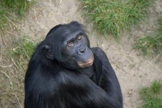 smiling bonobo 