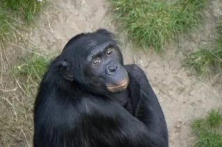 smiling bonobo 