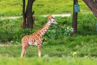 Young giraffe at a wildlife center in Texas