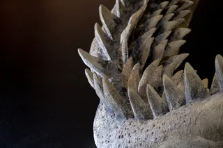 rows of megalodon teeth 