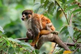squirrel monkey and baby in a tree 