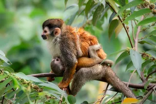squirrel monkey and baby in a tree 