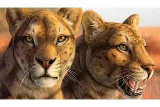 illustration of early saber-toothed cats 