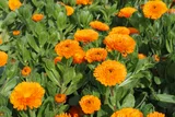 orange marigolds in a field 