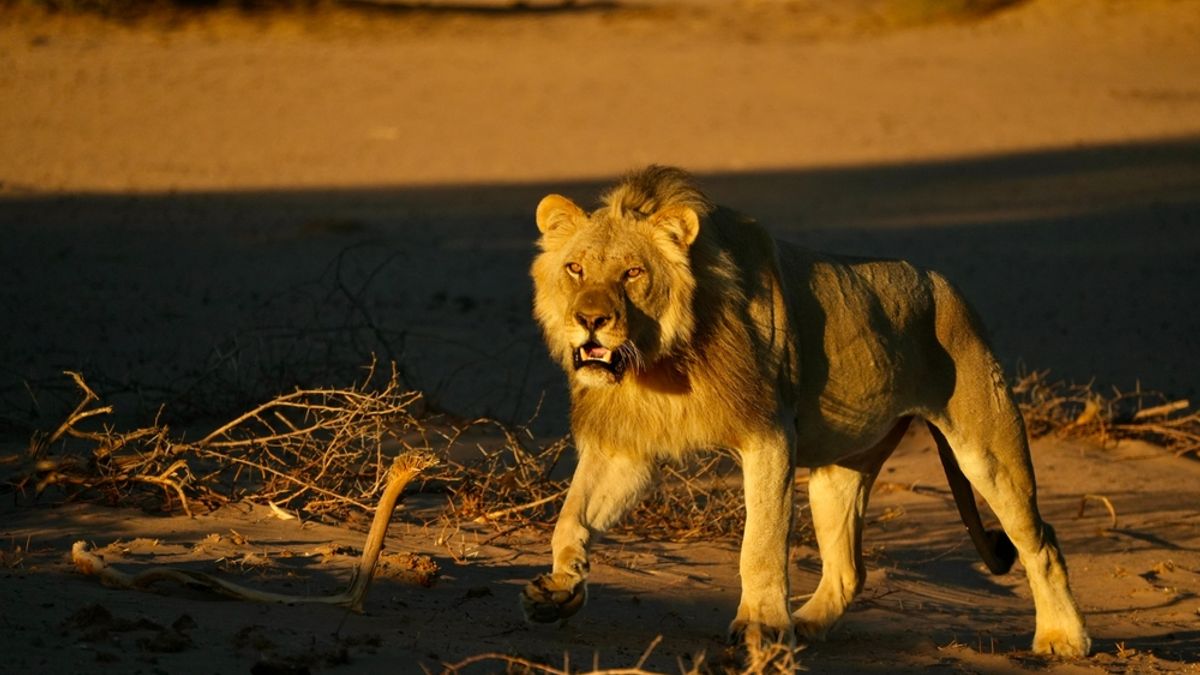 A Small Pride of Marine Lions Learned to Hunt Seals on the Skeleton Coast, and Their Cubs Are Learning, Too
