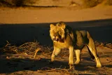 Male lion in the desert