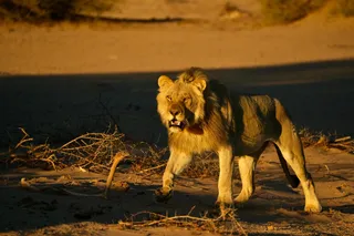 Male lion in the desert