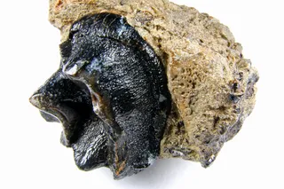 Fossilized A Coryphodon sp. tooth