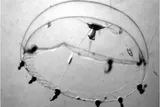 Clytia hemisphaerica medusa, jellyfish that heals wounds quickly
