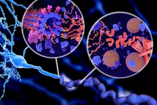 view of tau protein in the brain 