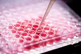 Cell culture