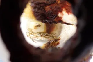 A swimming crab trapped inside a plastic bottle found drifting in the Pacific Ocean off Okinawa, Japan.