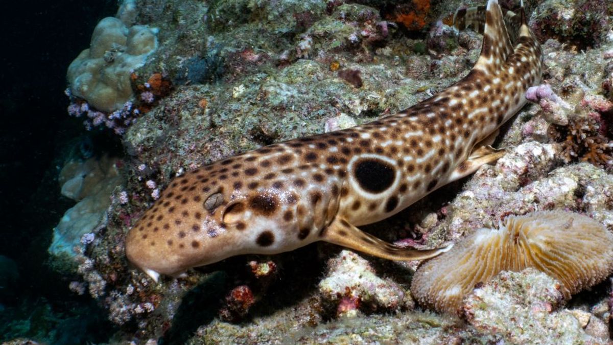 A New Walking Shark Species Has Brown Freckles, White Dashes, and an Uncertain Future
