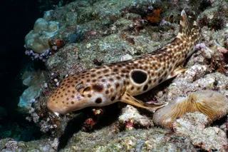 H. Dudgeonae on a reef