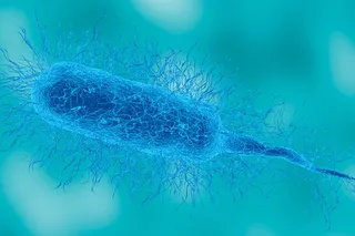 Illustration of Vibrio bacteria, a warm-water microbe linked to flesh-eating infections in U.S. coastal areas.