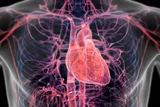 Illustration of heart anatomy