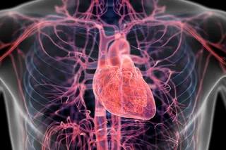 Illustration of heart anatomy