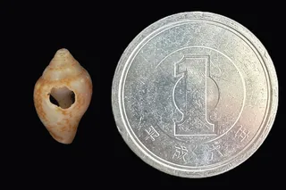 a small sea shell by a silver coin 