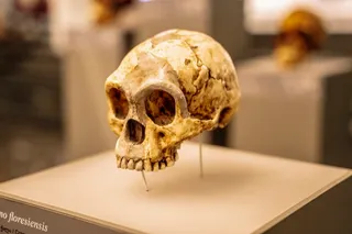 H. floresiensis Fossil Skull in a museum 