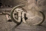 Mammoth skull and large curved tusks show the Ice Age megafauna that may have shaped the Early Paleoindian diet.