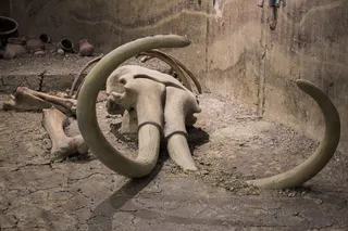 Mammoth skull and large curved tusks show the Ice Age megafauna that may have shaped the Early Paleoindian diet.