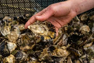 pacific oyster in someone's hand