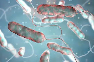 Legionella pneumophila bacterium
