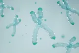 illustration of chromosomes 