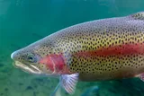 rainbow trout in a river 