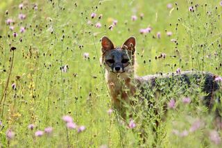 A gray fox standing in a field of purple flowers 