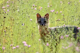 A gray fox standing in a field of purple flowers