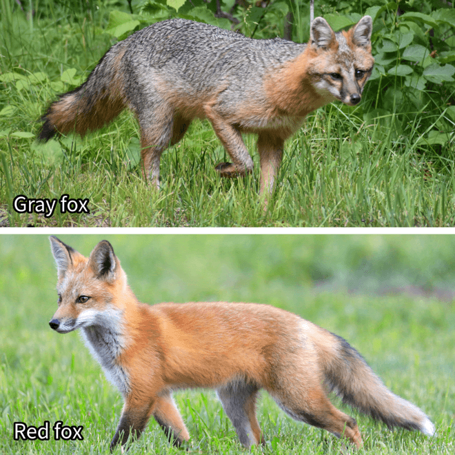 comparison photos of a gray fox and red fox 