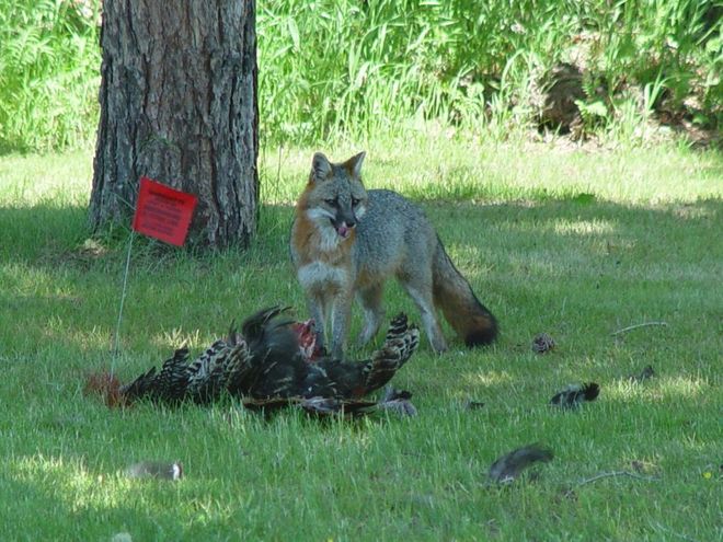 Gray fox eating a dead turkey 