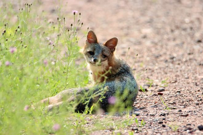 Gray fox lying on a stone path near a field of purple flowers 