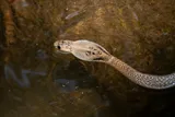 A snake swims through murky water, illustrating floodwaters that sent farmed venomous snakes into residential areas in China.