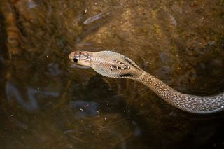 A snake swims through murky water, illustrating floodwaters that sent farmed venomous snakes into residential areas in China.