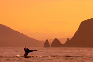 How do whales die? Single whale tail slipping beneath the waves during sunset 