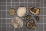 shells and fossils on a mat together