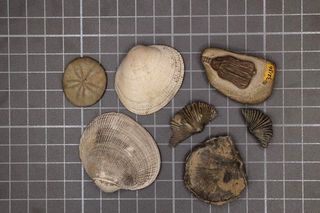 shells and fossils on a mat together